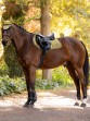 Ooteman Paardensport