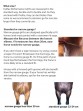 Ooteman Paardensport
