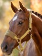 Ooteman Paardensport