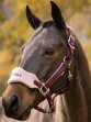 Ooteman Paardensport