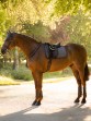 Ooteman Paardensport
