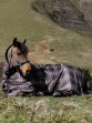 Ooteman Paardensport