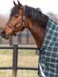 Ooteman Paardensport