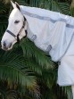 Ooteman Paardensport