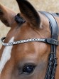 Ooteman Paardensport