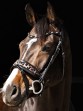Ooteman Paardensport