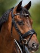 Ooteman Paardensport