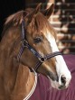 Ooteman Paardensport