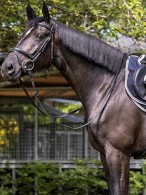 LeMieux Exercise Rug Arika Waterproof Navy