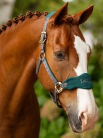 LeMieux Headcollar Set Vogue Spruce