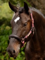 LeMieux Headcollar Capella Orchid
