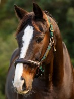 LeMieux Headcollar Capella Spruce