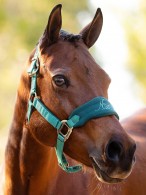 LeMieux Headcollar Set Mini Evergreen