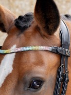 Harry's Horse Browband Rainbow Black