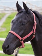 Harry's Horse Headcollar Bit Pink
