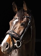 HB Hoofdstel Showtime Black/Leopard