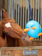 It's Horsome Carrot Ball Blue
