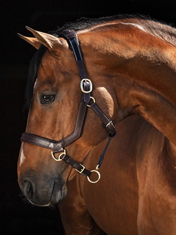 Ooteman Paardensport