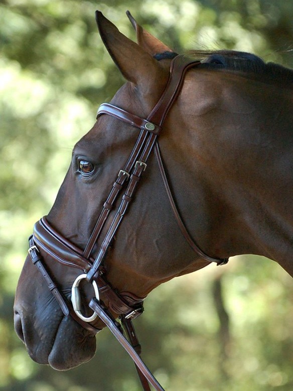 Dyon bridle on sale