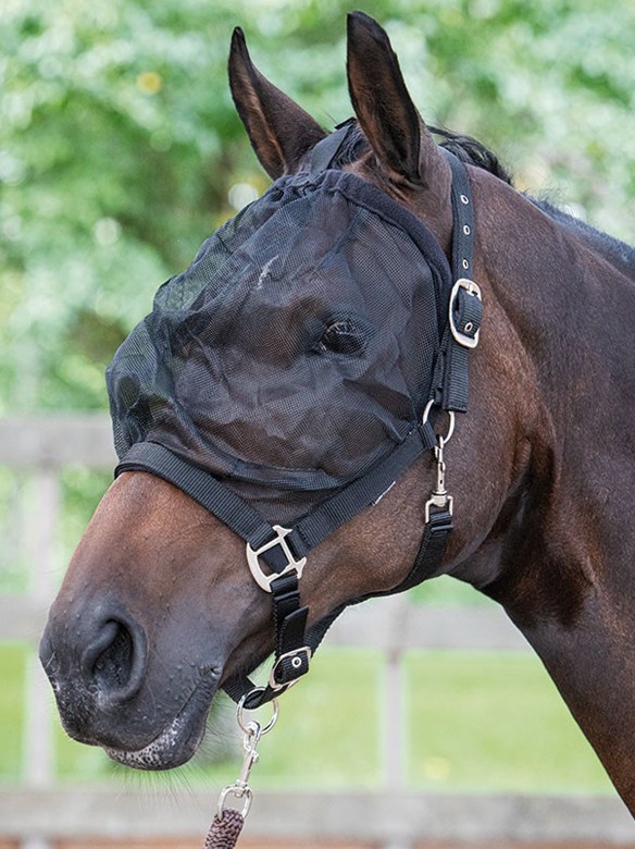 Ooteman Paardensport